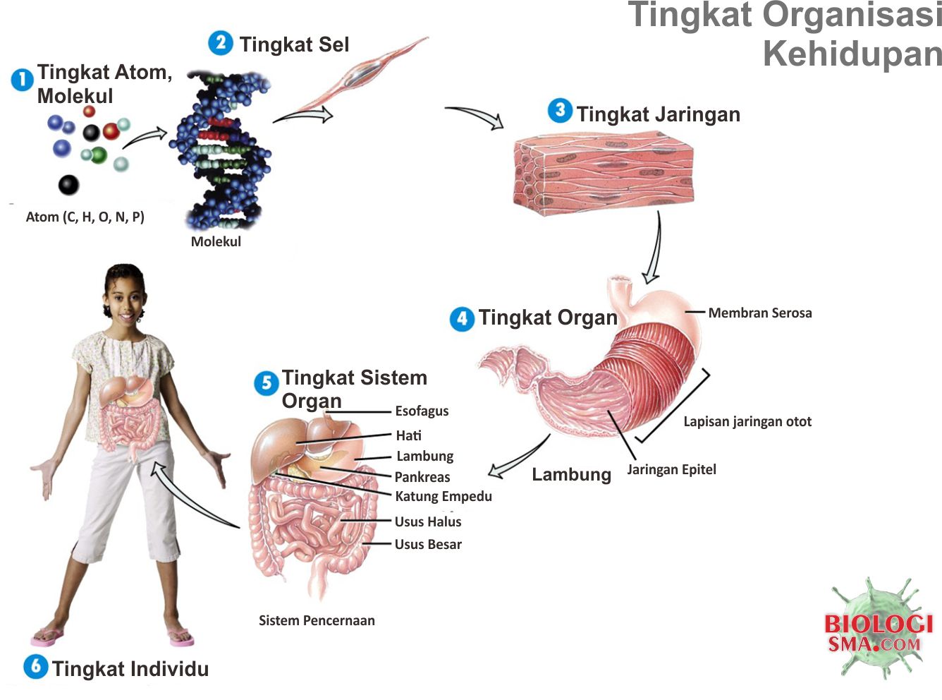 Detail Gambar Sistem Organisasi Kehidupan Nomer 7