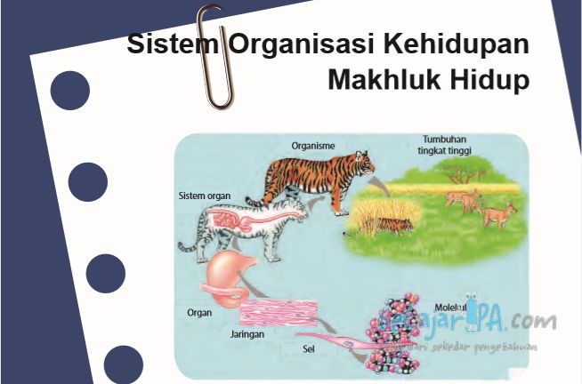 Detail Gambar Sistem Organisasi Kehidupan Nomer 9