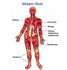 Gambar Sistem Otot Manusia - KibrisPDR