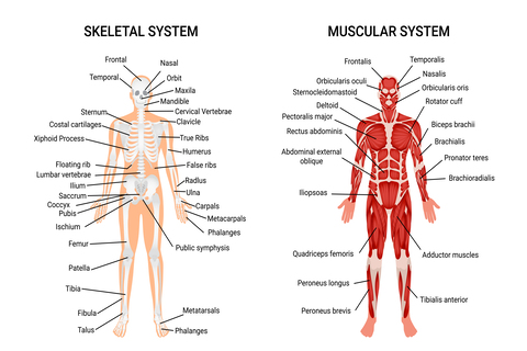 Detail Gambar Sistem Otot Manusia Nomer 13