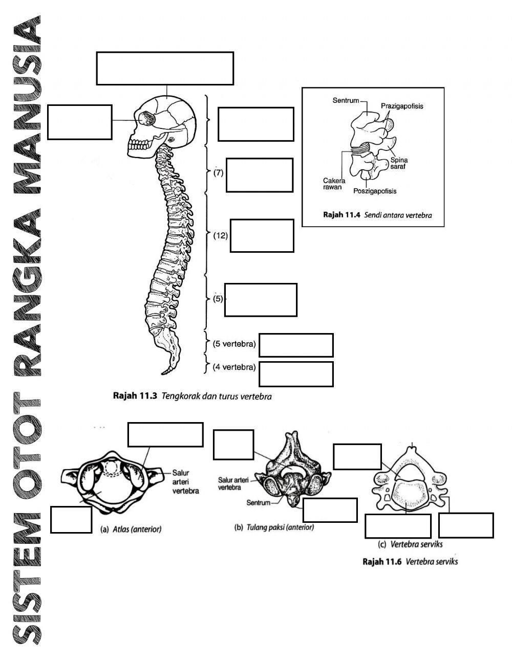 Detail Gambar Sistem Otot Manusia Nomer 37