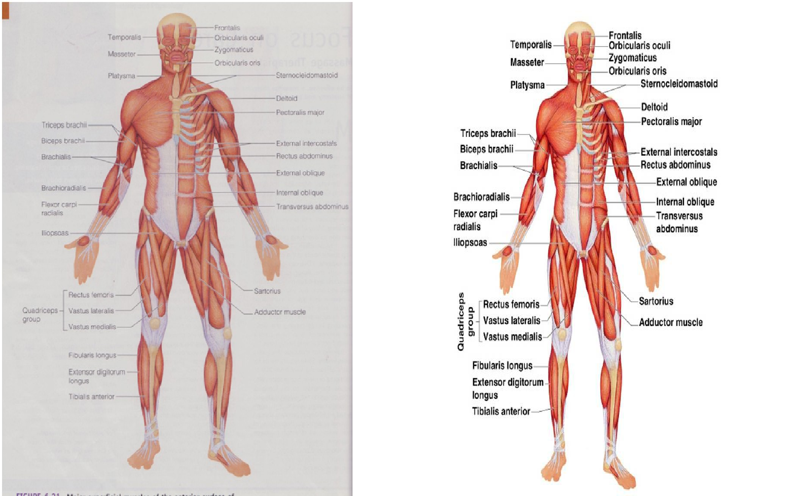 Detail Gambar Sistem Otot Manusia Nomer 40