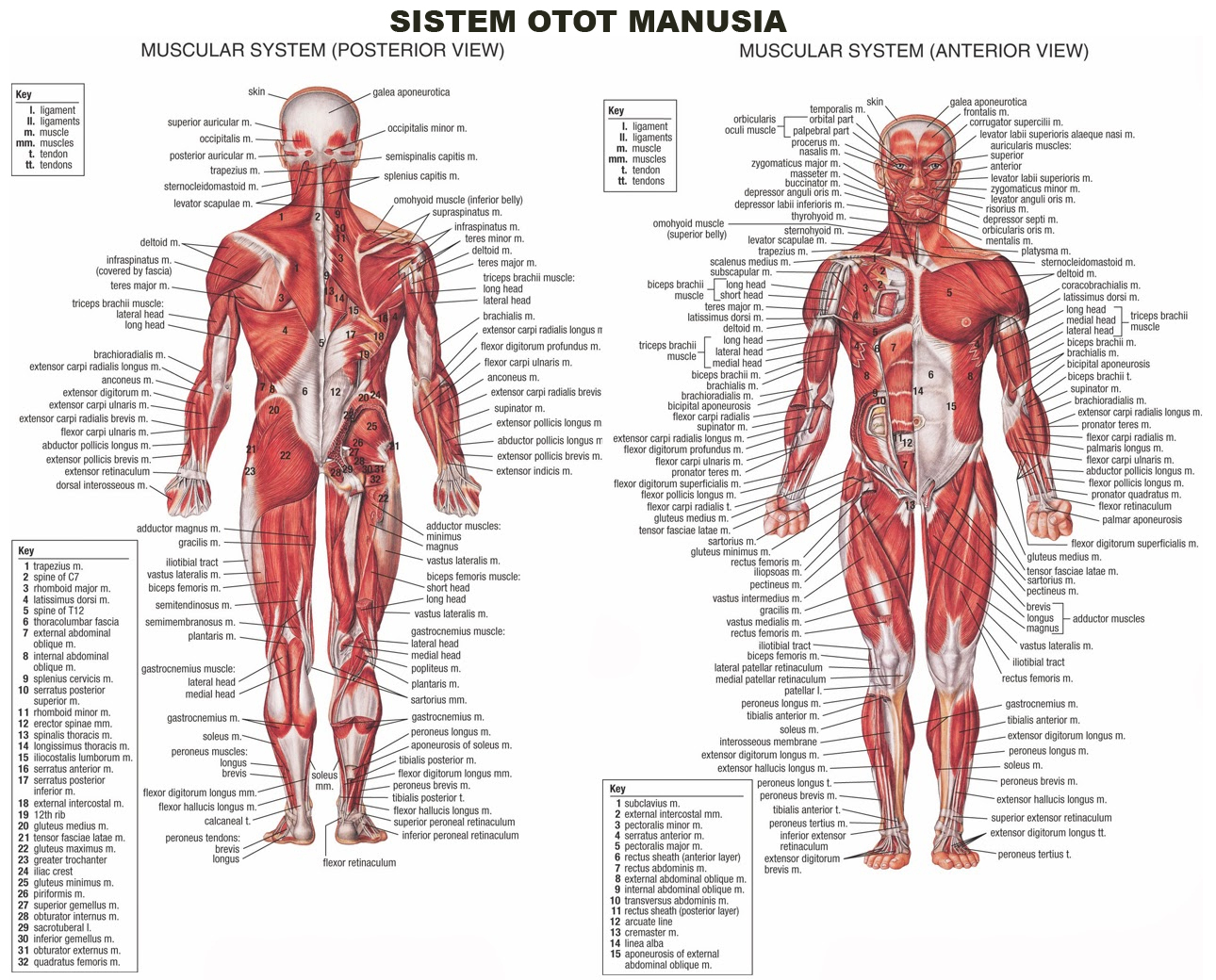 Detail Gambar Sistem Otot Manusia Nomer 51