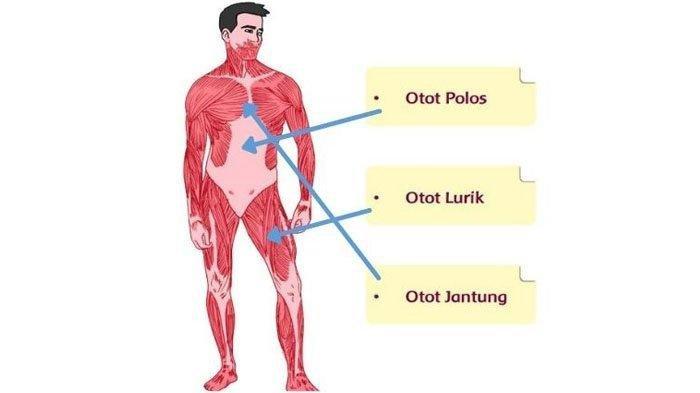 Detail Gambar Sistem Otot Manusia Nomer 7