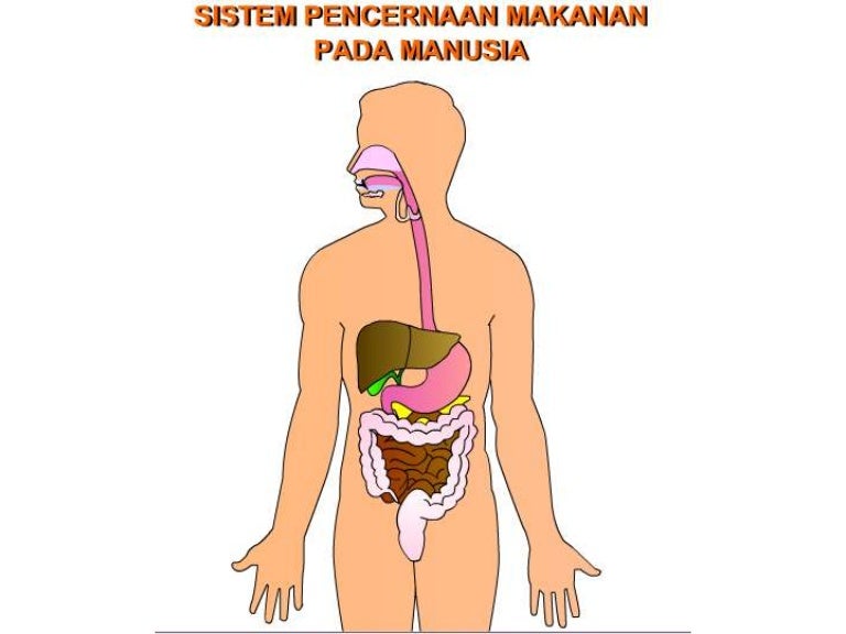 Detail Gambar Sistem Pencernaan Makanan Pada Manusia Nomer 26