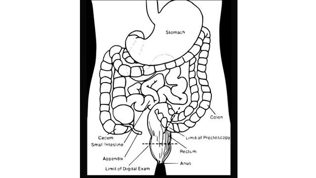 Detail Gambar Sistem Pencernaan Makanan Pada Manusia Nomer 35