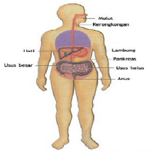 Detail Gambar Sistem Pencernaan Makanan Pada Manusia Nomer 43