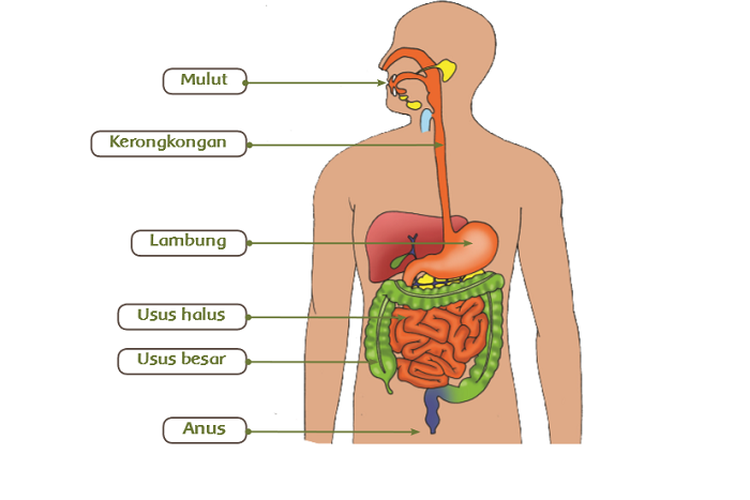 Detail Gambar Sistem Pencernaan Manusia Dan Fungsinya Nomer 10