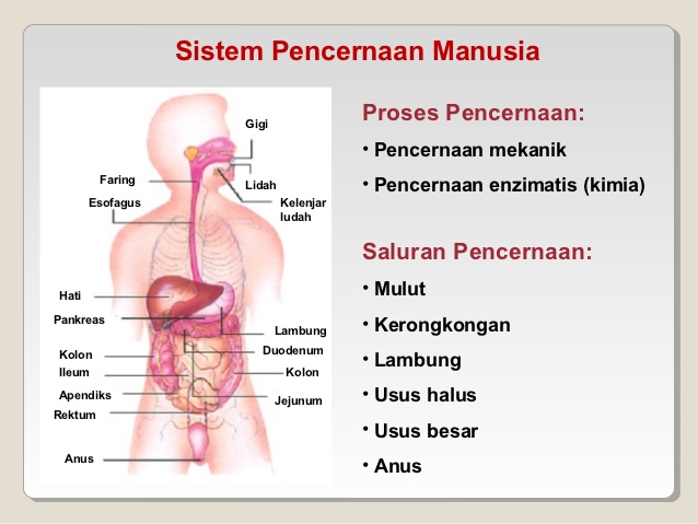 Detail Gambar Sistem Pencernaan Manusia Dan Fungsinya Nomer 52