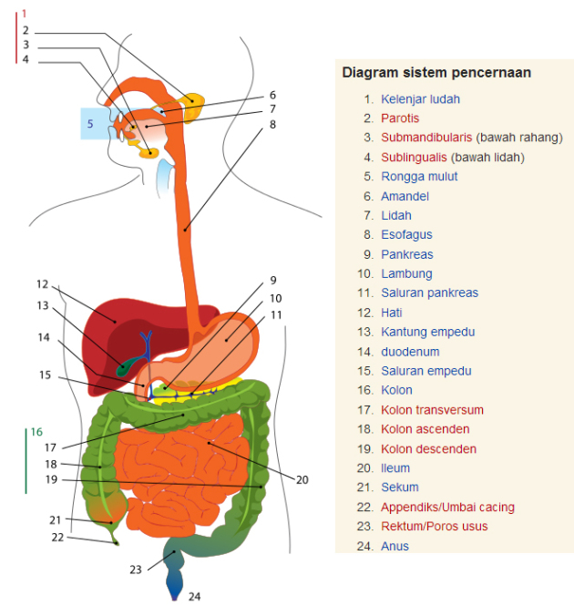 Detail Gambar Sistem Pencernaan Manusia Dan Namanya Nomer 2