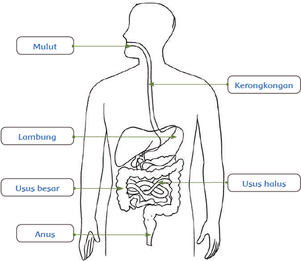 Detail Gambar Sistem Pencernaan Manusia Dan Namanya Nomer 31