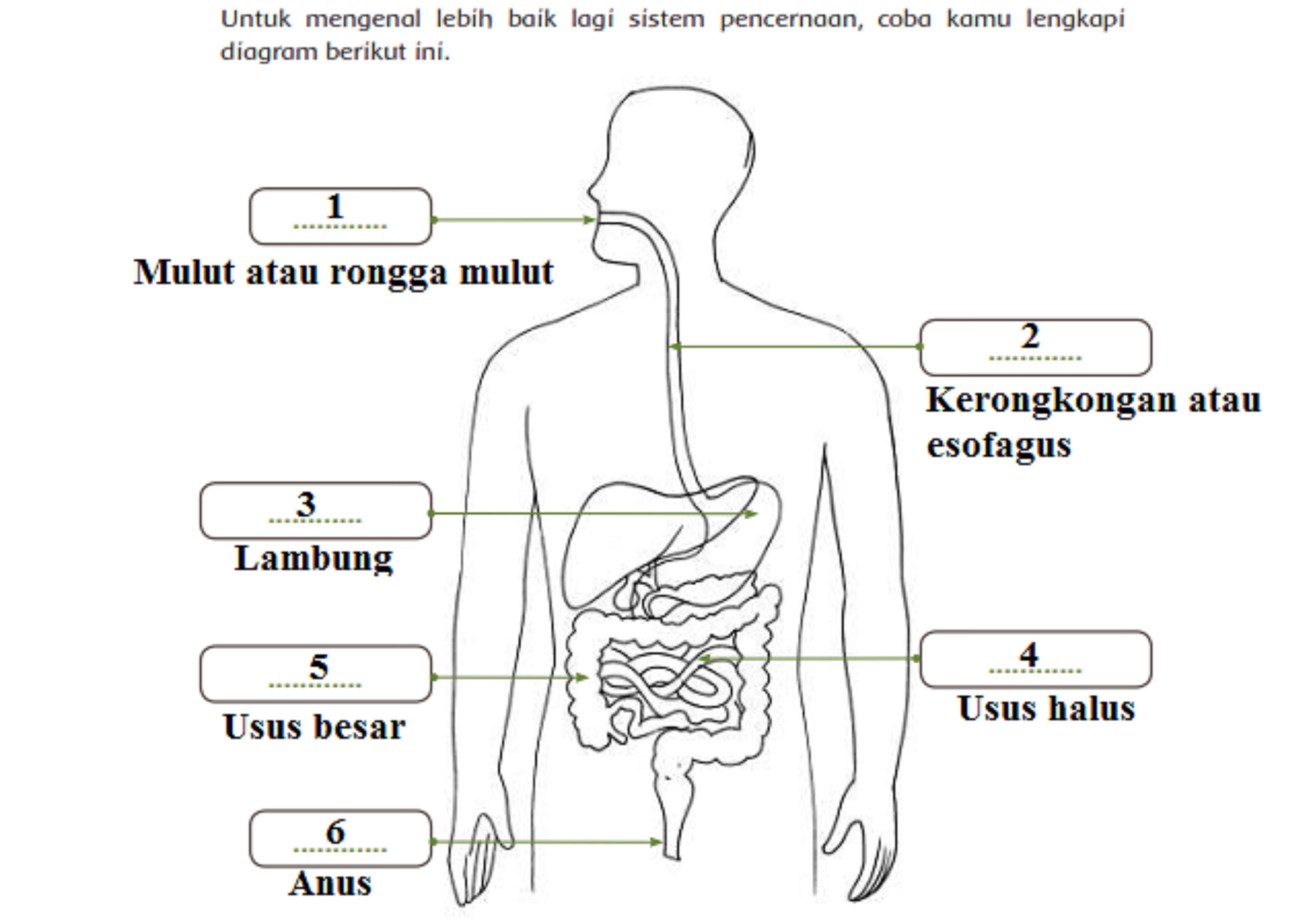 Detail Gambar Sistem Pencernaan Manusia Dan Namanya Nomer 42
