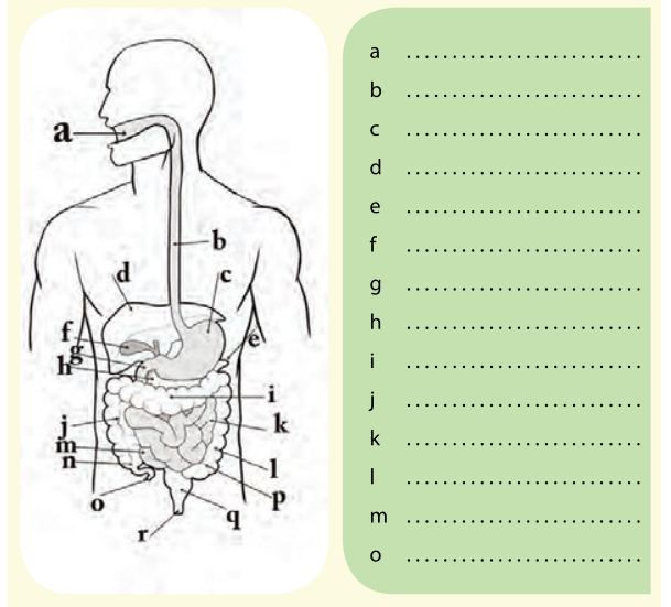 Detail Gambar Sistem Pencernaan Manusia Tanpa Keterangan Nomer 8