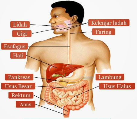 Download Gambar Sistem Pencernaan Manusia Tanpa Keterangan Nomer 26