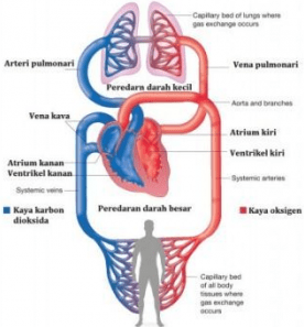 Detail Gambar Sistem Peredaran Darah Manusia Nomer 23