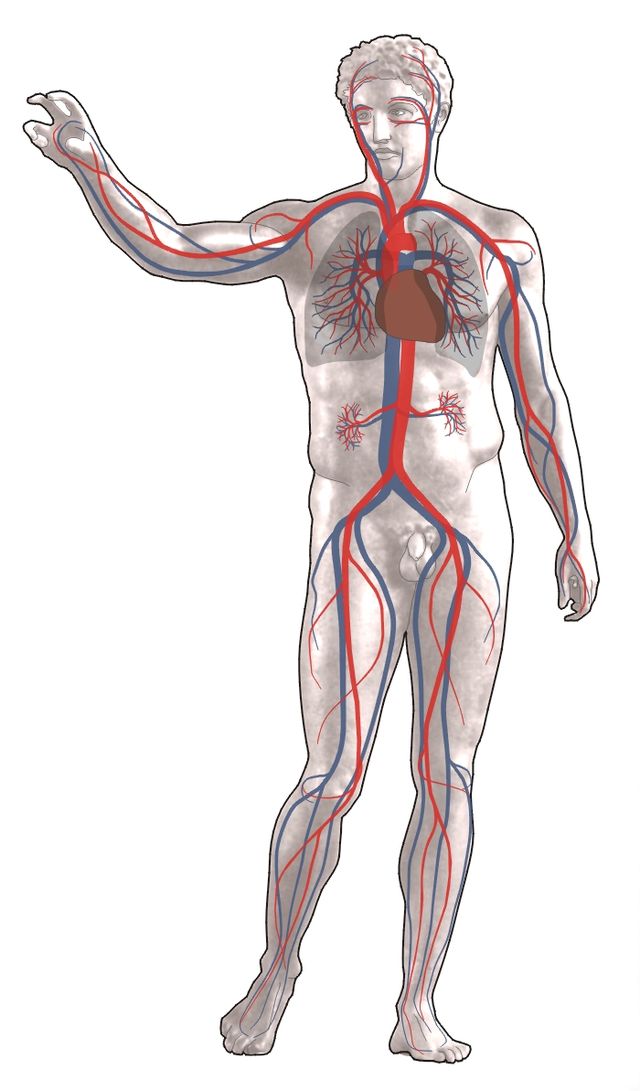 Detail Gambar Sistem Peredaran Darah Manusia Nomer 32
