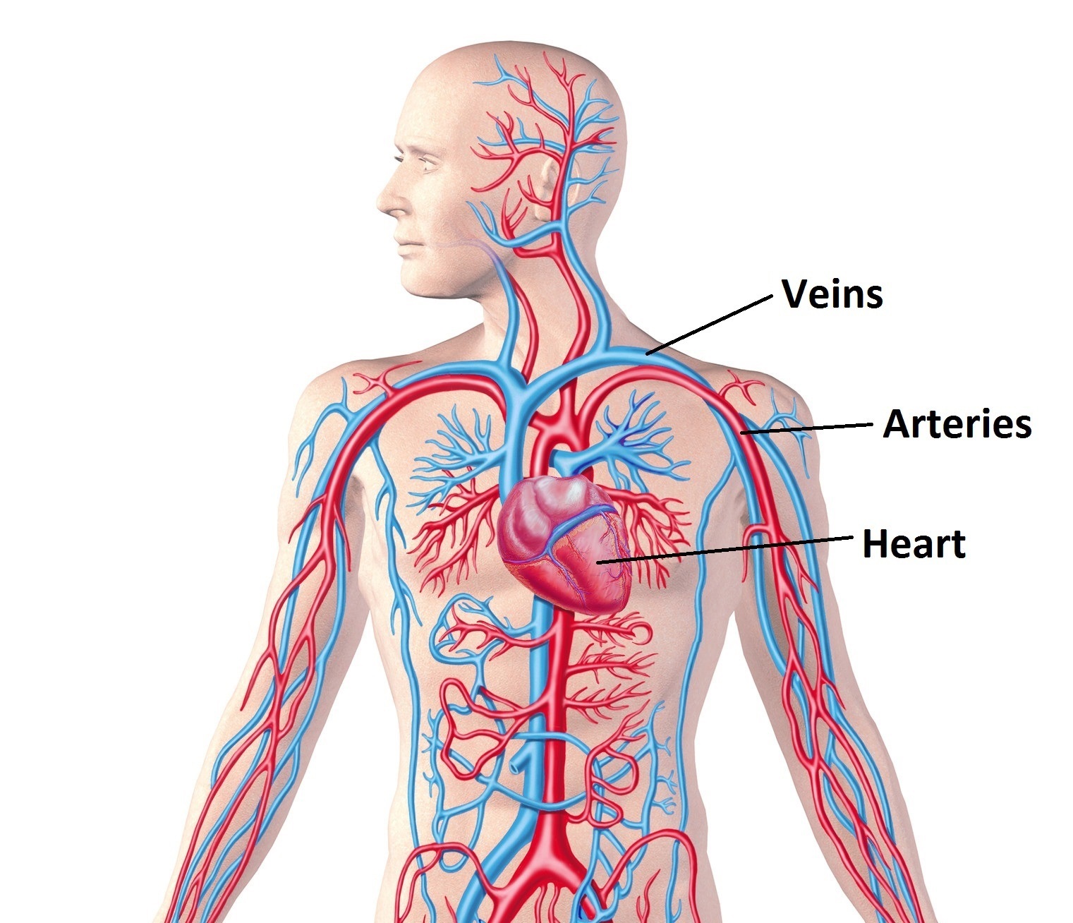 Detail Gambar Sistem Peredaran Darah Manusia Nomer 34
