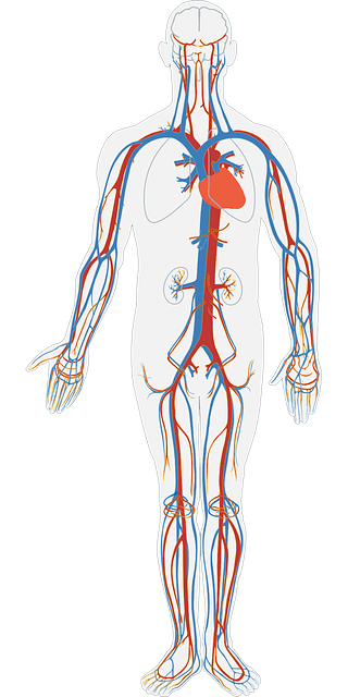 Detail Gambar Sistem Peredaran Darah Manusia Nomer 42