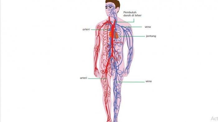 Detail Gambar Sistem Peredaran Darah Manusia Dan Keterangannya Nomer 21