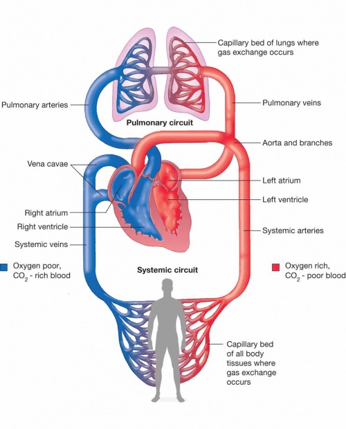 Detail Gambar Sistem Peredaran Darah Manusia Dan Keterangannya Nomer 23