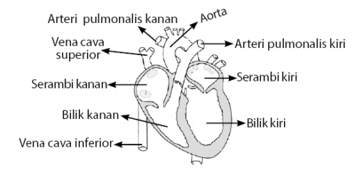 Detail Gambar Sistem Peredaran Darah Manusia Dan Keterangannya Nomer 30