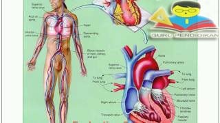 Detail Gambar Sistem Peredaran Darah Manusia Dan Keterangannya Nomer 37