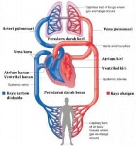 Detail Gambar Sistem Peredaran Darah Manusia Dan Keterangannya Nomer 42