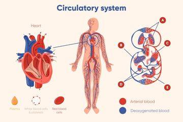 Detail Gambar Sistem Peredaran Darah Pada Manusia Nomer 3