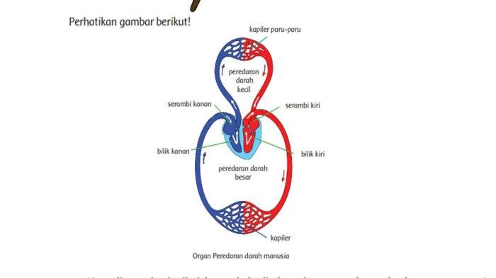 Detail Gambar Sistem Peredaran Darah Pada Manusia Nomer 5