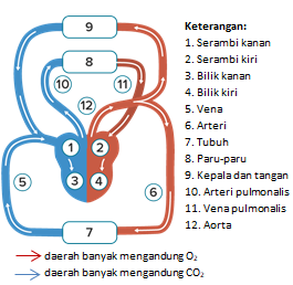 Detail Gambar Sistem Peredaran Darah Pada Manusia Nomer 39