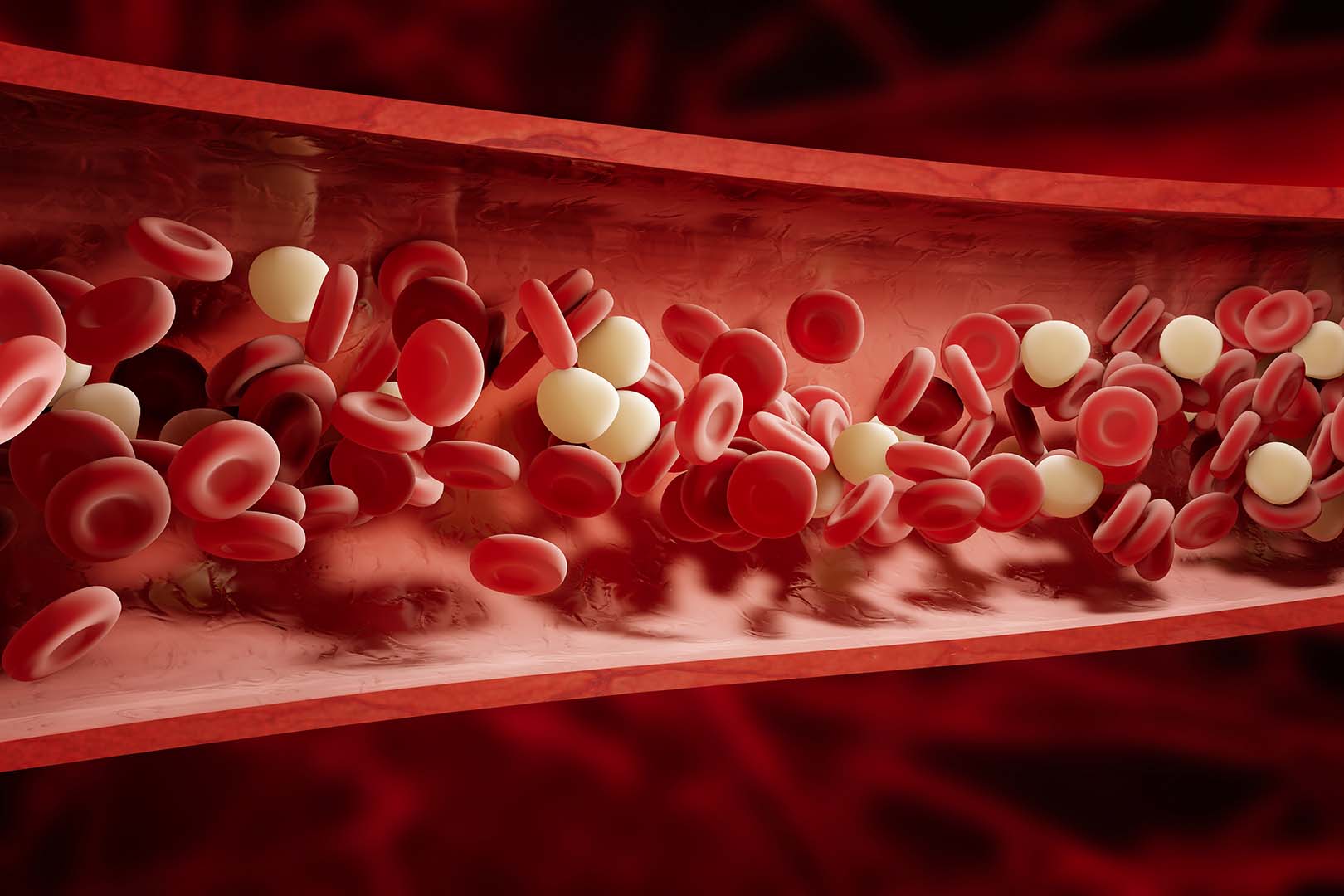 Detail Gambar Sistem Peredaran Darah Pada Manusia Nomer 51