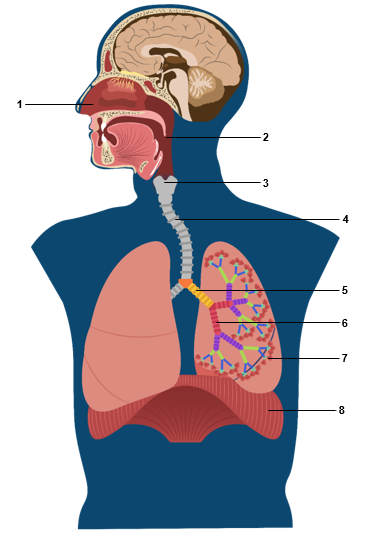 Detail Gambar Sistem Pernafasan Pada Manusia Nomer 17
