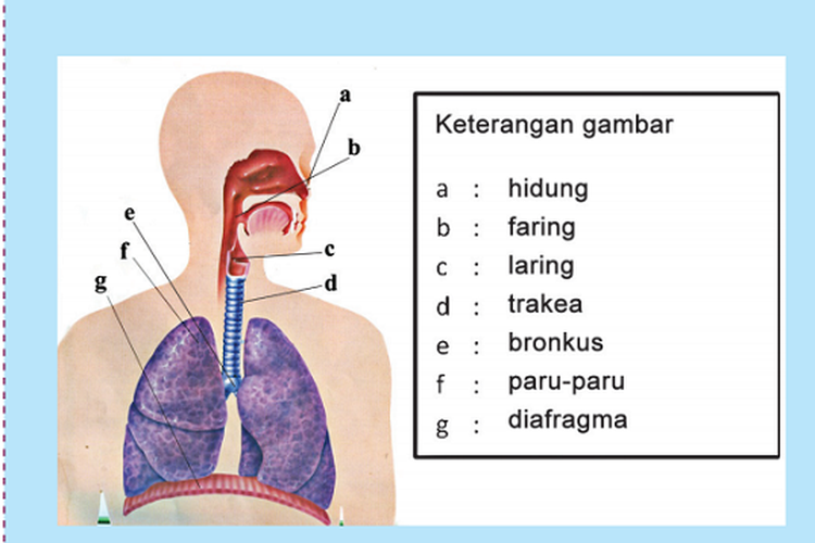 Detail Gambar Sistem Pernafasan Pada Manusia Nomer 19