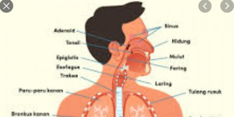 Detail Gambar Sistem Pernafasan Pada Manusia Nomer 25