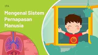 Detail Gambar Sistem Pernafasan Pada Manusia Nomer 26