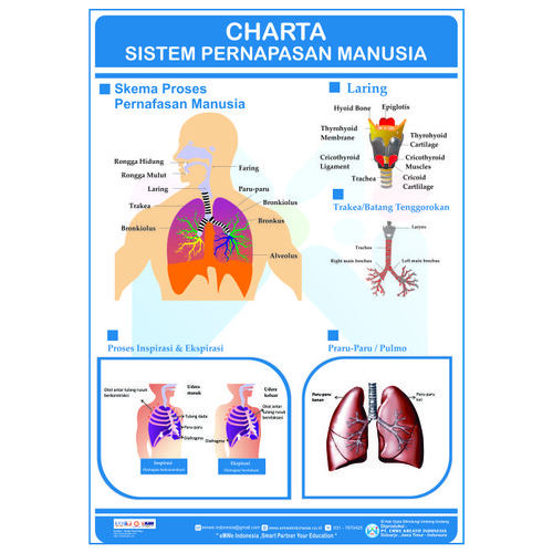 Detail Gambar Sistem Pernafasan Pada Manusia Nomer 29