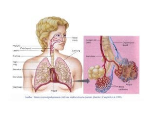 Detail Gambar Sistem Pernafasan Pada Manusia Nomer 41