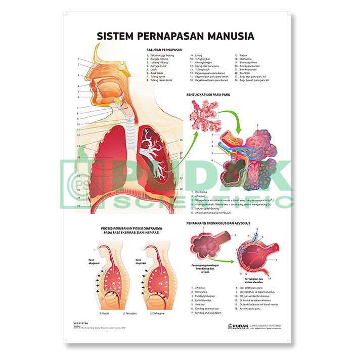 Detail Gambar Sistem Pernafasan Pada Manusia Nomer 44