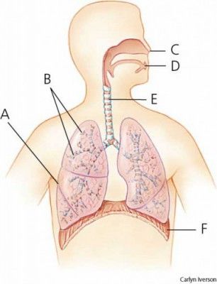 Detail Gambar Sistem Pernafasan Pada Manusia Nomer 45