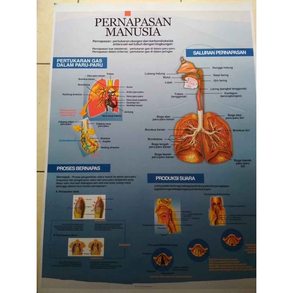 Detail Gambar Sistem Pernafasan Pada Manusia Nomer 54