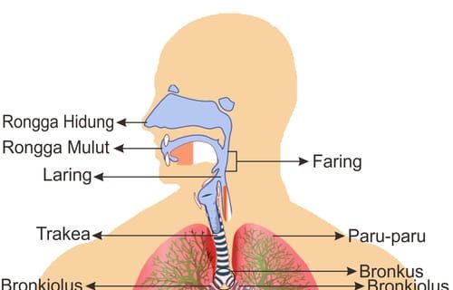 Detail Gambar Sistem Pernapasan Dan Fungsinya Nomer 12