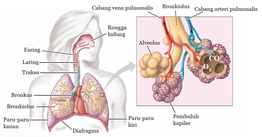 Detail Gambar Sistem Pernapasan Dan Fungsinya Nomer 24