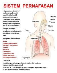 Detail Gambar Sistem Pernapasan Dan Fungsinya Nomer 28