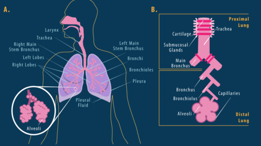 Detail Gambar Sistem Pernapasan Dan Fungsinya Nomer 41