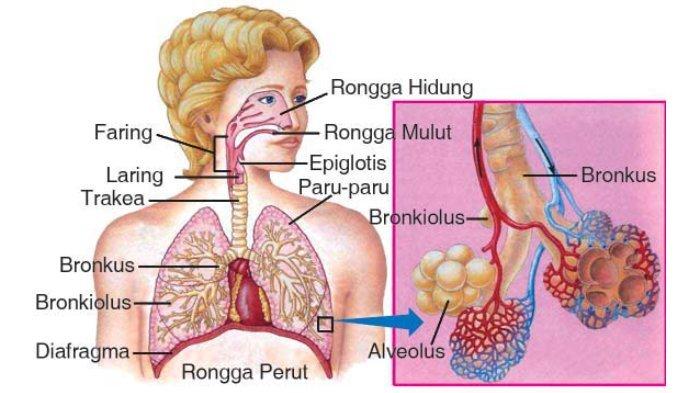 Detail Gambar Sistem Pernapasan Dan Fungsinya Nomer 6