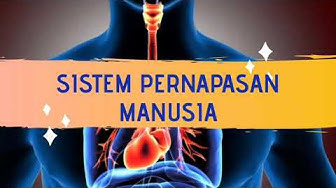 Detail Gambar Sistem Pernapasan Dan Fungsinya Nomer 48