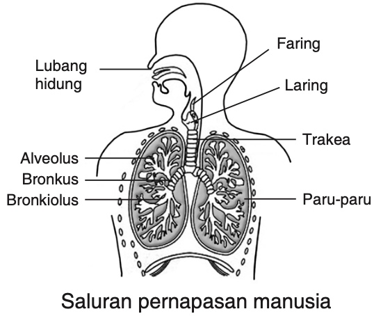 Detail Gambar Sistem Pernapasan Dan Fungsinya Nomer 50