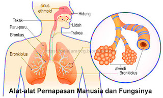 Detail Gambar Sistem Pernapasan Pada Manusia Dan Fungsinya Nomer 18