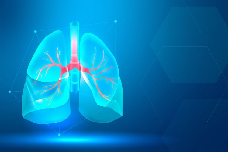 Detail Gambar Sistem Pernapasan Pada Manusia Dan Fungsinya Nomer 21