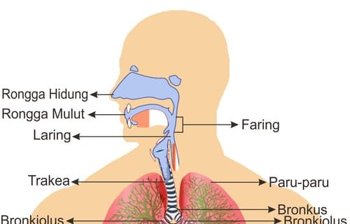 Detail Gambar Sistem Pernapasan Pada Manusia Dan Fungsinya Nomer 24